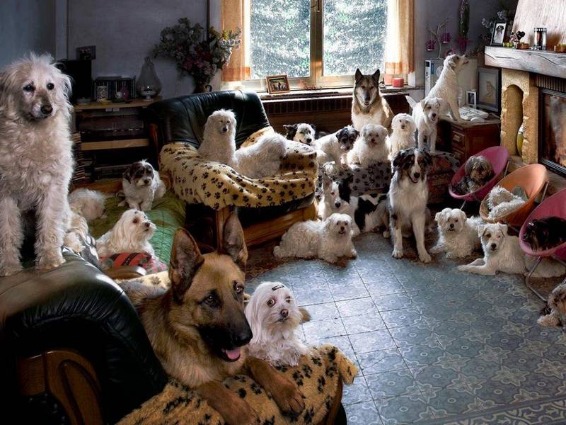 Сколько собак в доме